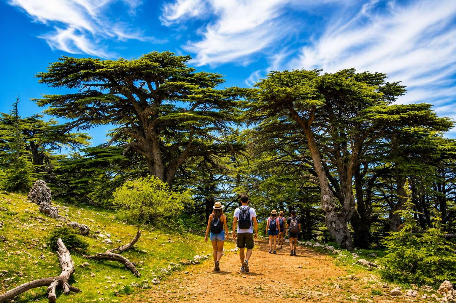 Ancient cedars in the Chouf Cedar Reserve, Lebanon